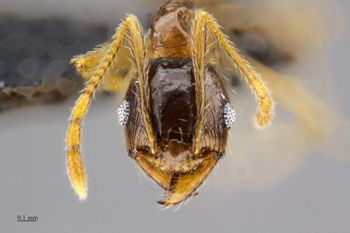 Media type: image;   Entomology 512178 Aspect: head frontal
